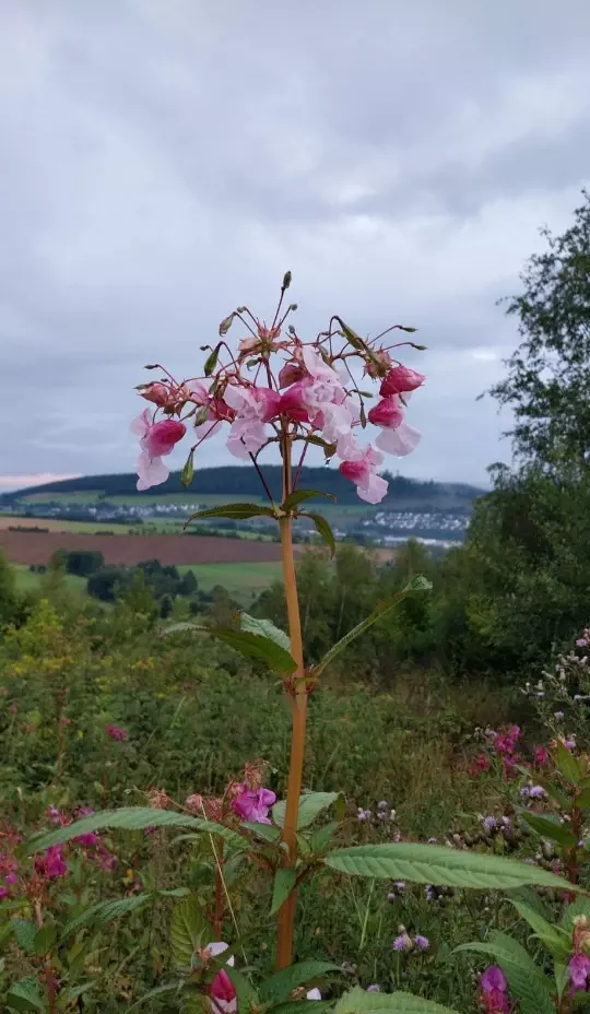 Eine wundervolle Blume, im Hintergrund der Losenberg. Fotografiert von Bärbel Jordan.
