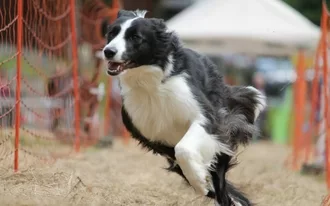 Wer hat den schnellsten Hund im Sauerland? Hunderennen am 11.05.24